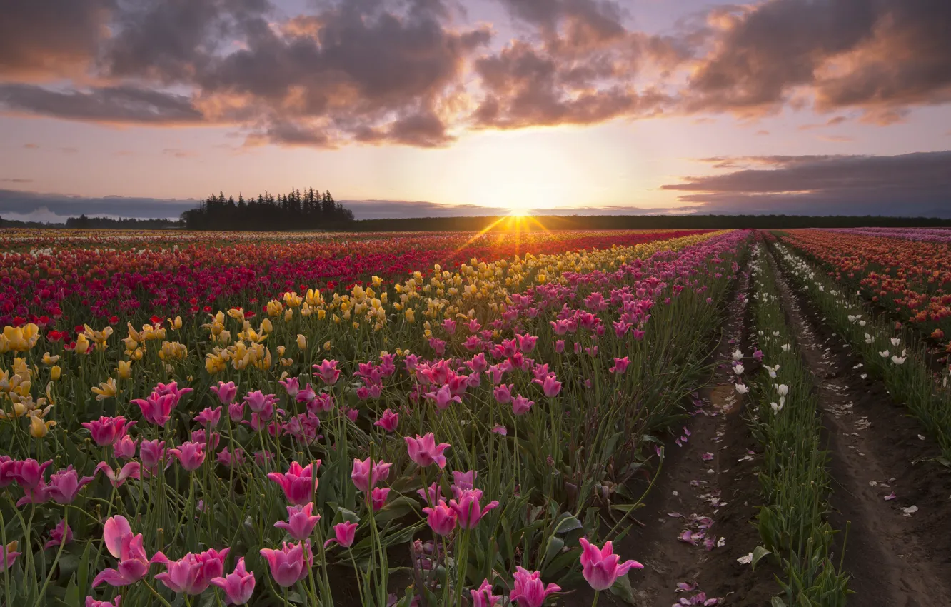 Фото обои поле, лето, солнце, лучи, рассвет, утро, тюльпаны