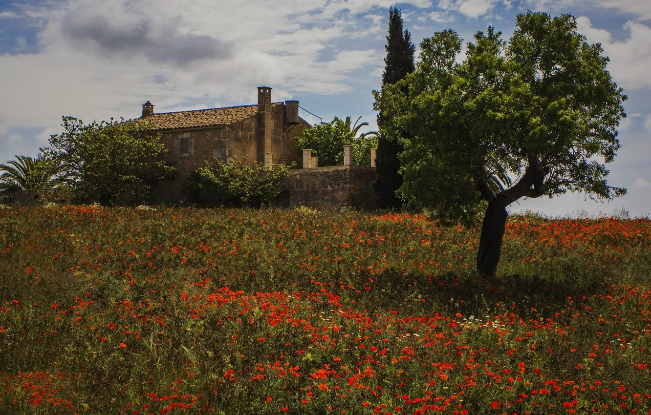 Фото обои цветы, дом, дерево, маки, луг, Испания, Spain, Montuiri