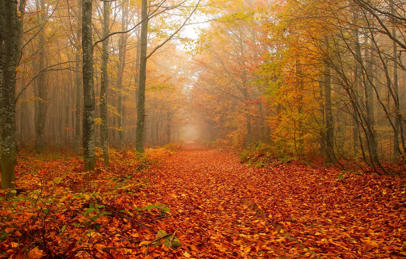 Фото обои осень, лес, деревья, ветки, туман, парк, ветви, утро