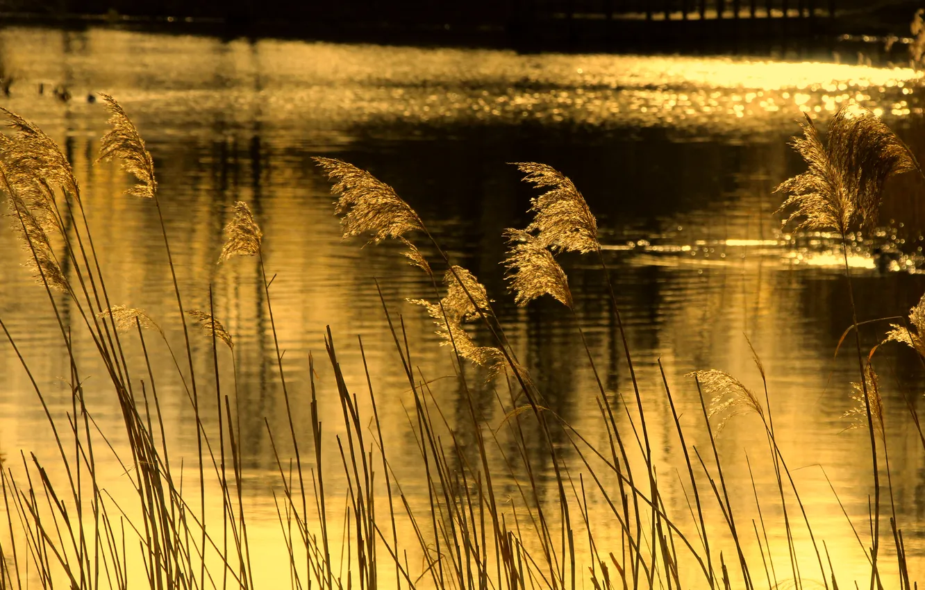 Фото обои water, pond, reed
