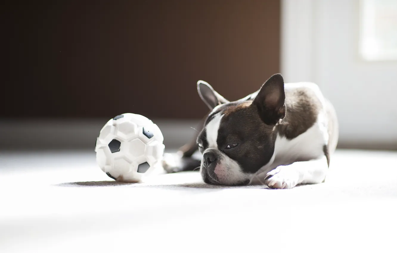Фото обои мяч, собака, мопс