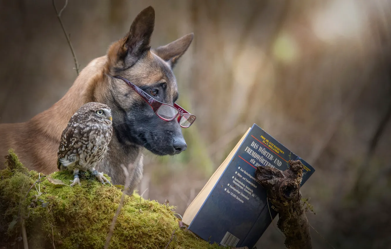 Фото обои сова, собака, книга, друзья, чтение