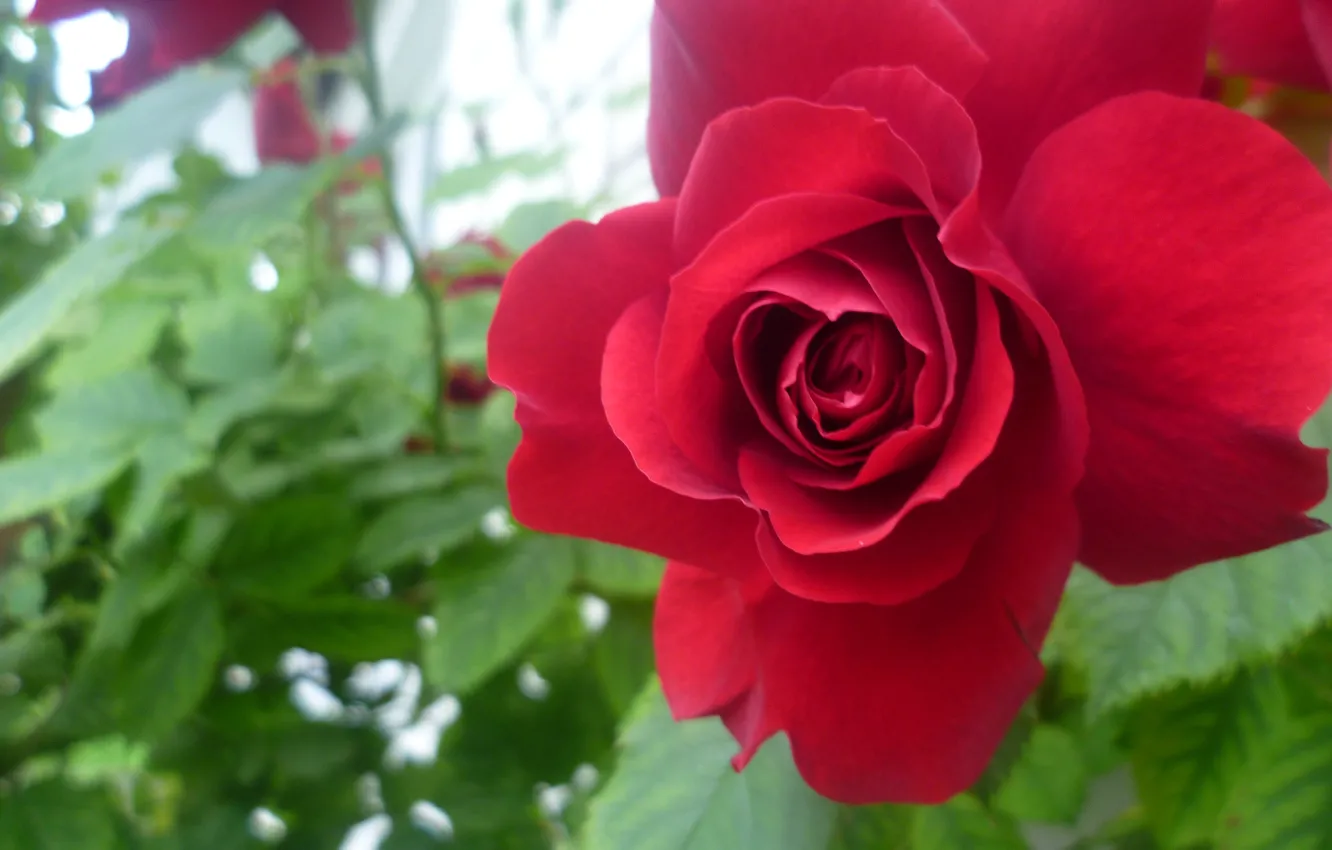 Фото обои Макро, Красный, Роза, Цветок