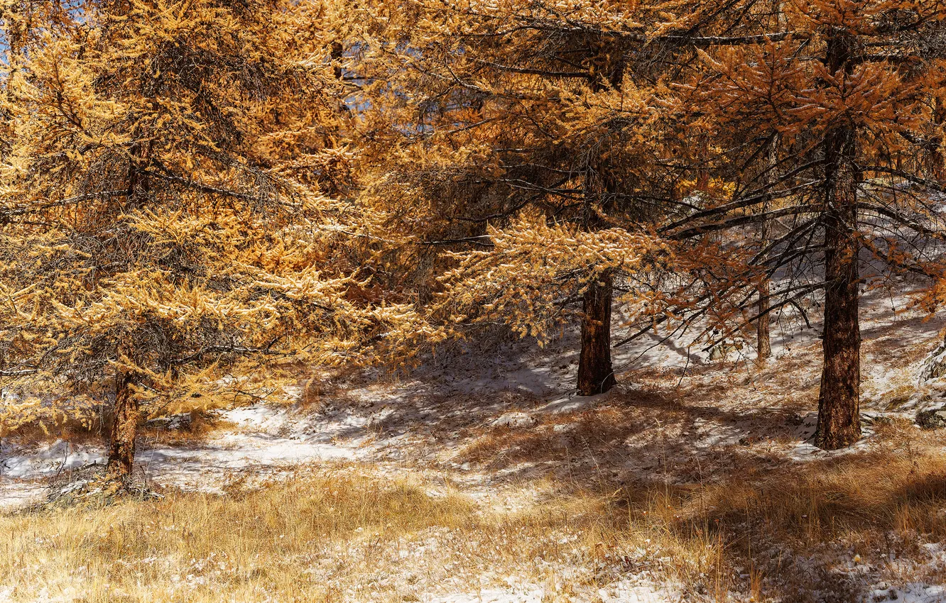 Фото обои forest, trees, autumn