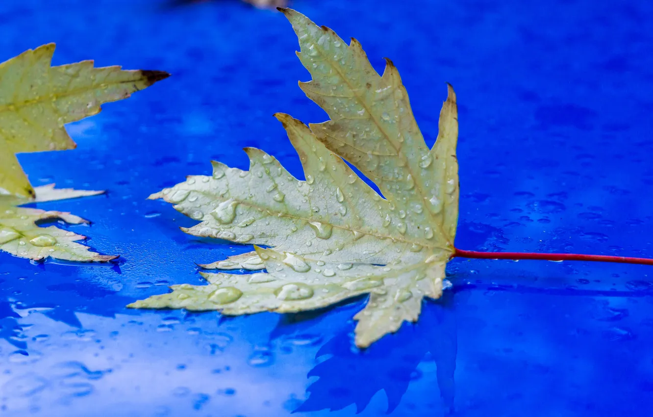 Фото обои осень, вода, капли, природа, лист