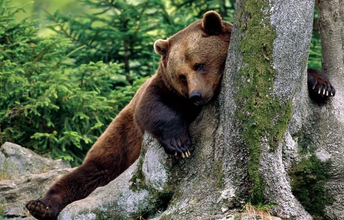 Фото обои дерево, Brown Bear, бурый медведь