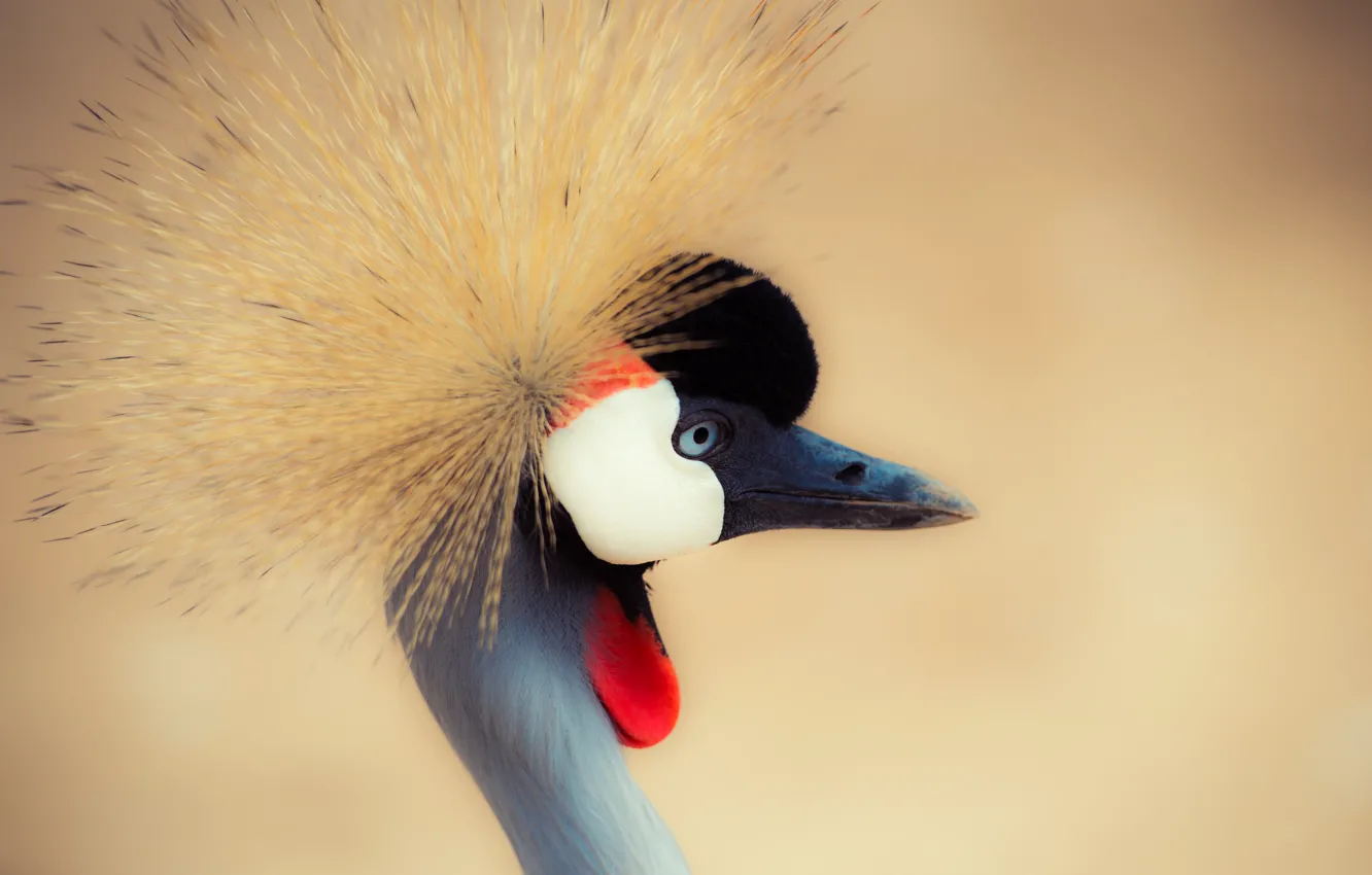 Фото обои кран, журавль, crane, neck, шеи, crowned crane