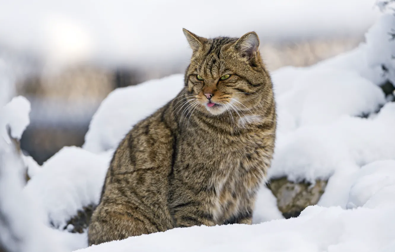 Фото обои снег, хищник, дикий, лесной кот