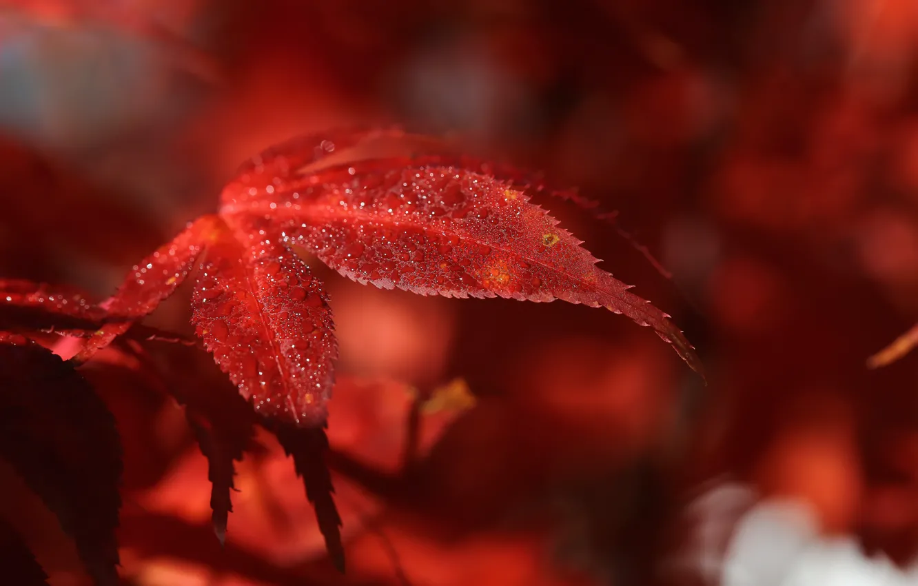 Фото обои листья, макро, природа, роса, красные