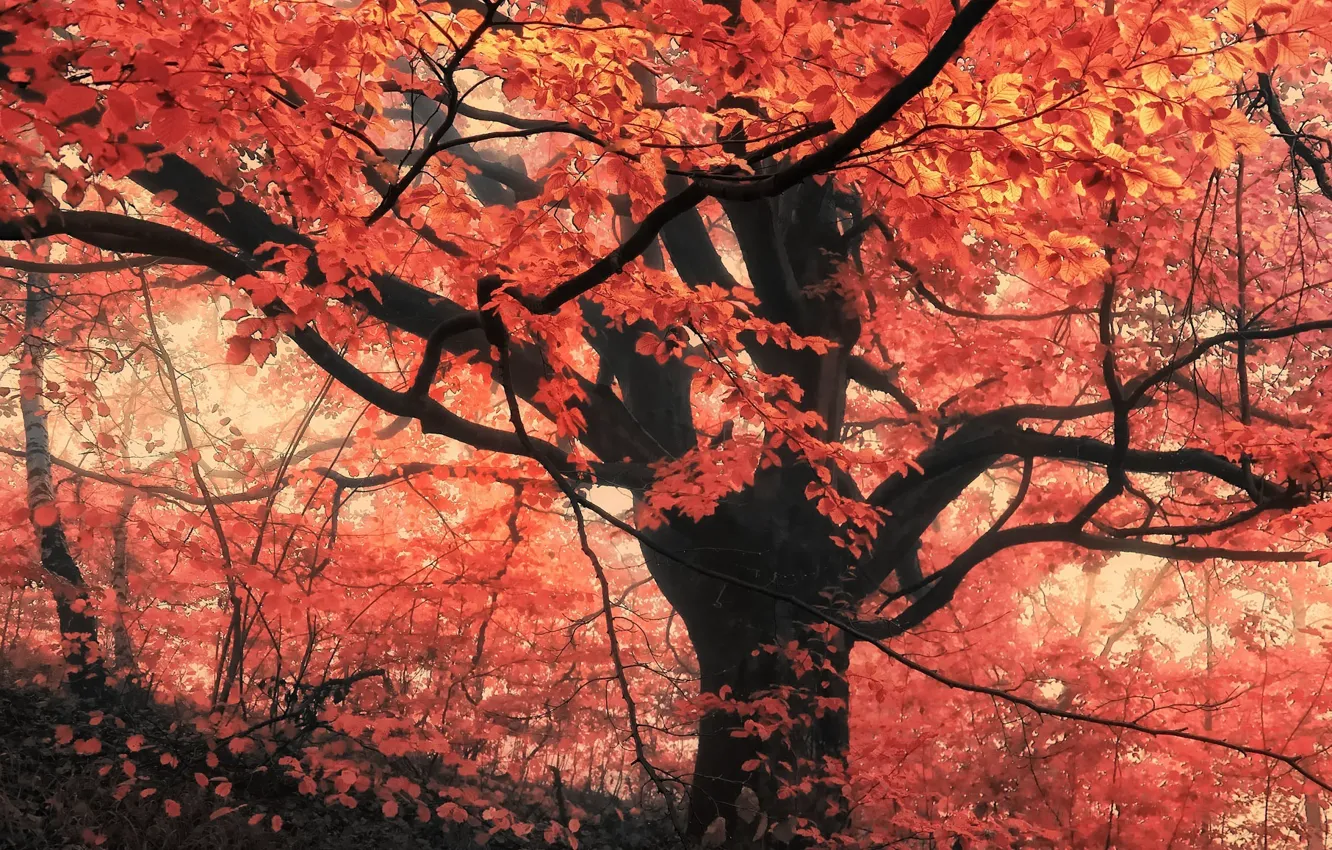 Фото обои лес, листья, деревья, туман, Осень, forest, листопад, trees