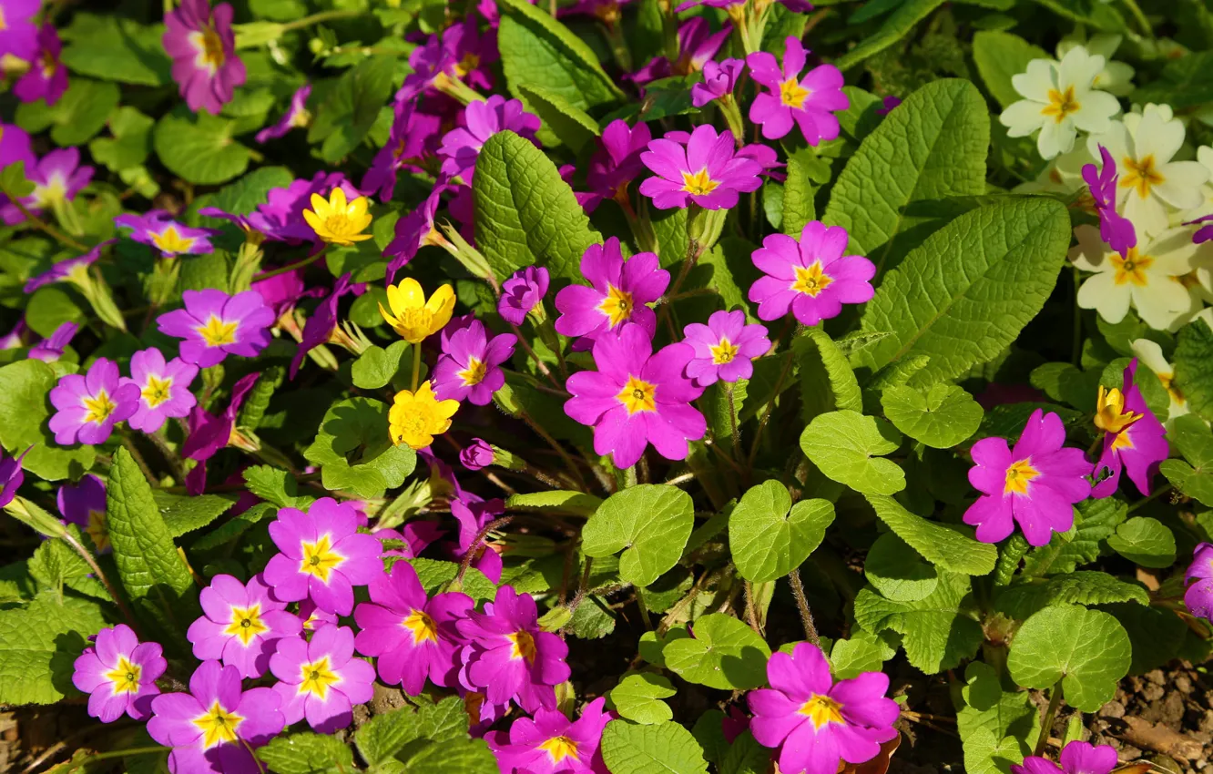 Фото обои весна, первоцвет, примула