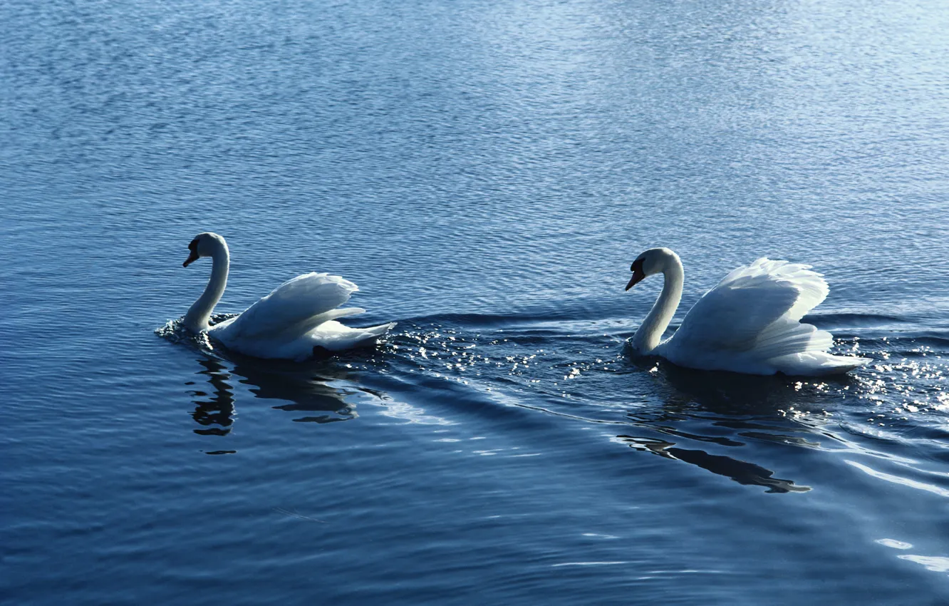 Фото обои вода, птицы, рябь, пара, белые, лебеди