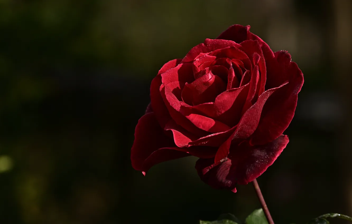 Фото обои цветок, капли, свет, темный фон, роза, бутон, красная