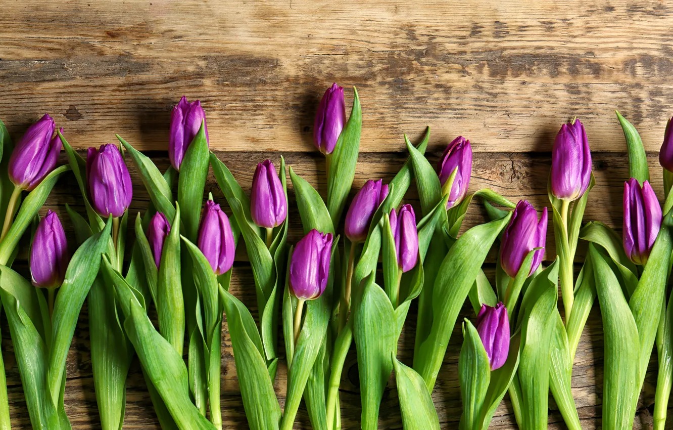 Фото обои цветы, букет, тюльпаны, wood, flowers, tulips, spring, purple