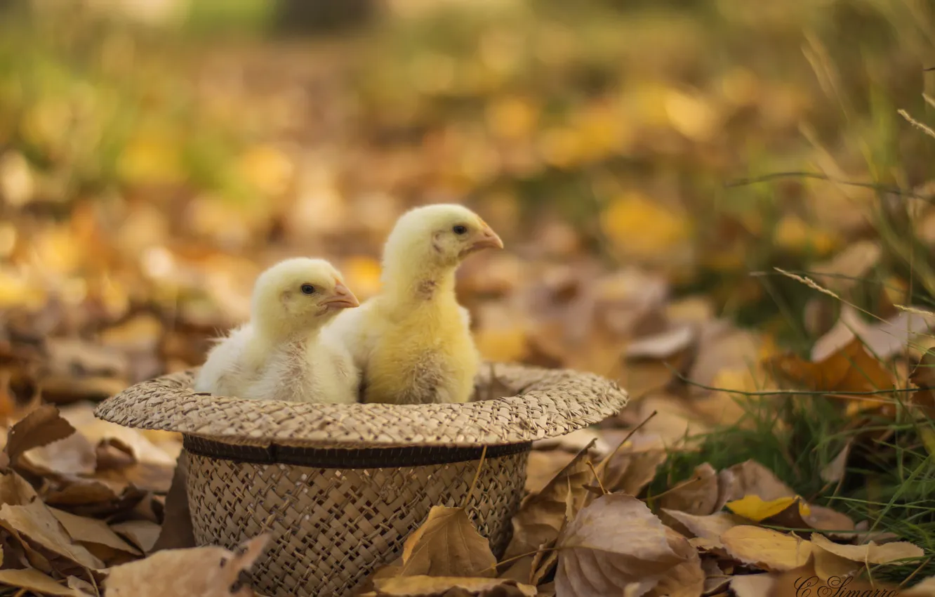 Фото обои осень, листья, цыплята, шляпа, малыши