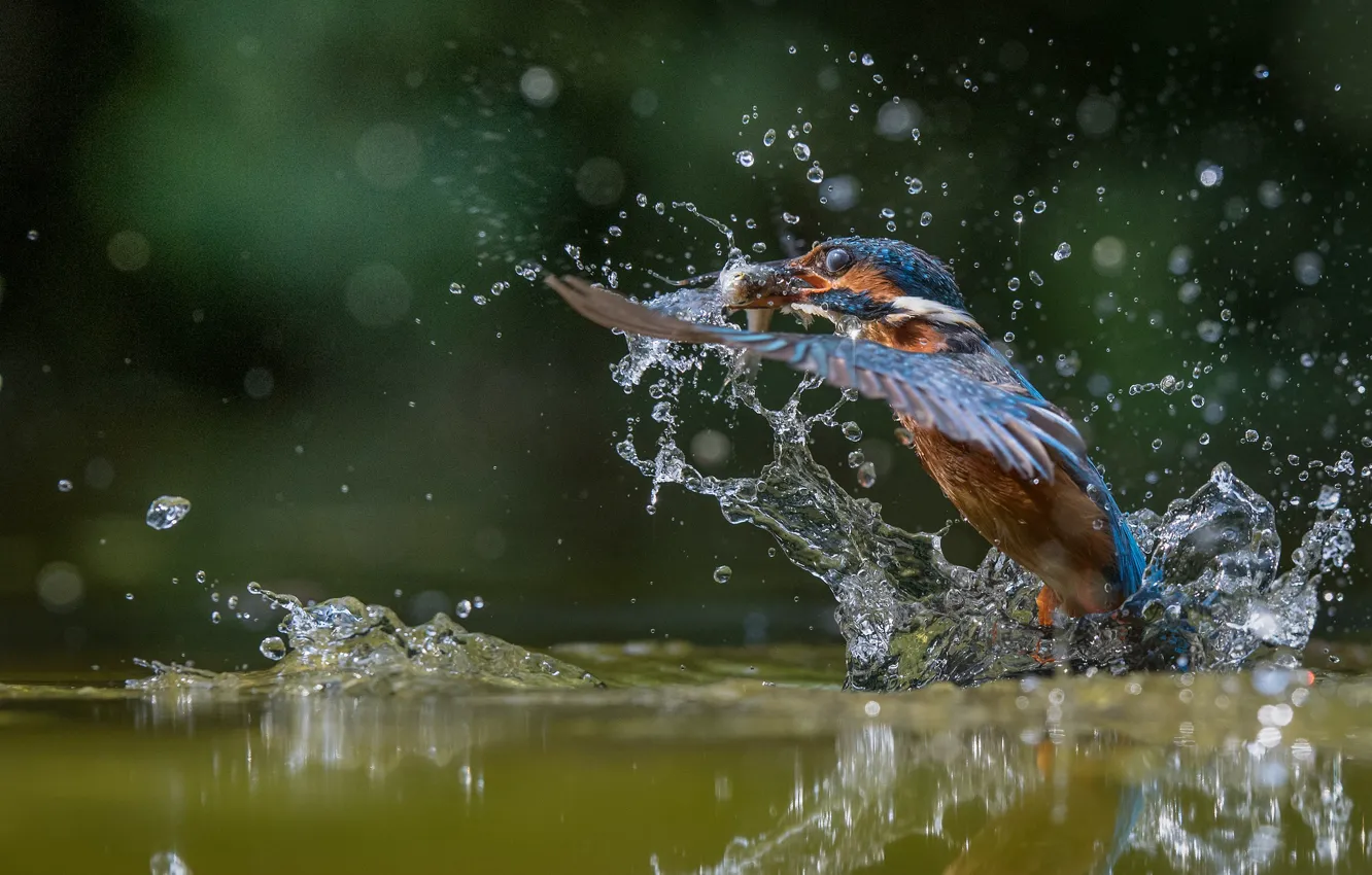 Фото обои вода, капли, полет, птица, Зимородок