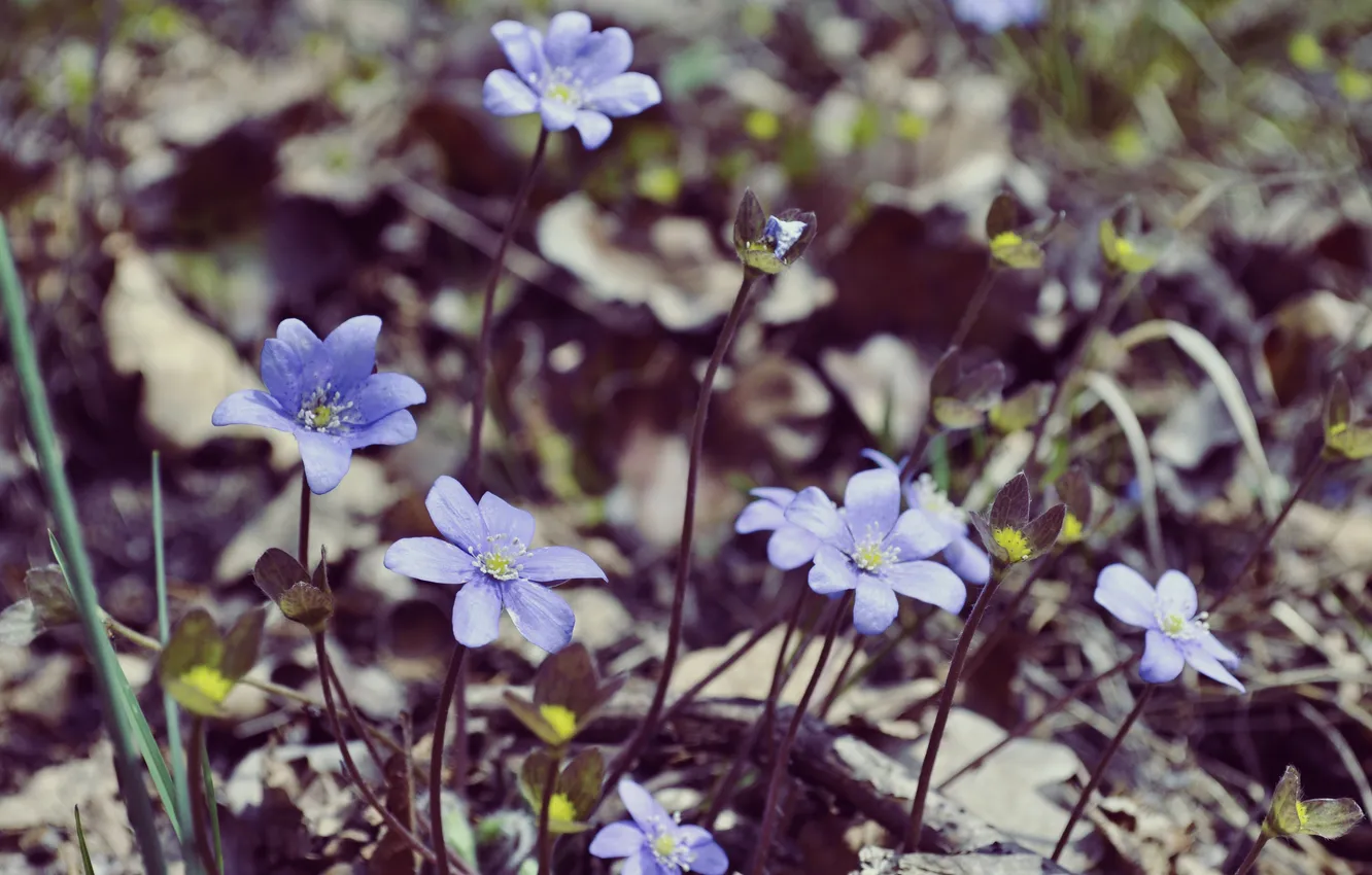 Фото обои цветы, земля, лепестки, голубые