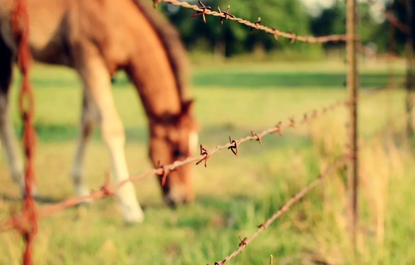 Фото обои лошадь, забор, проволока