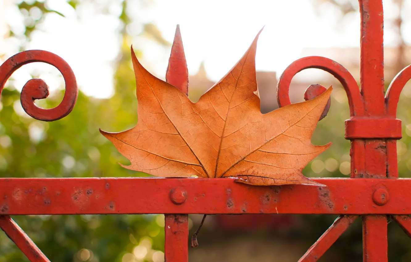 Фото обои осень, лист, ограда, клён