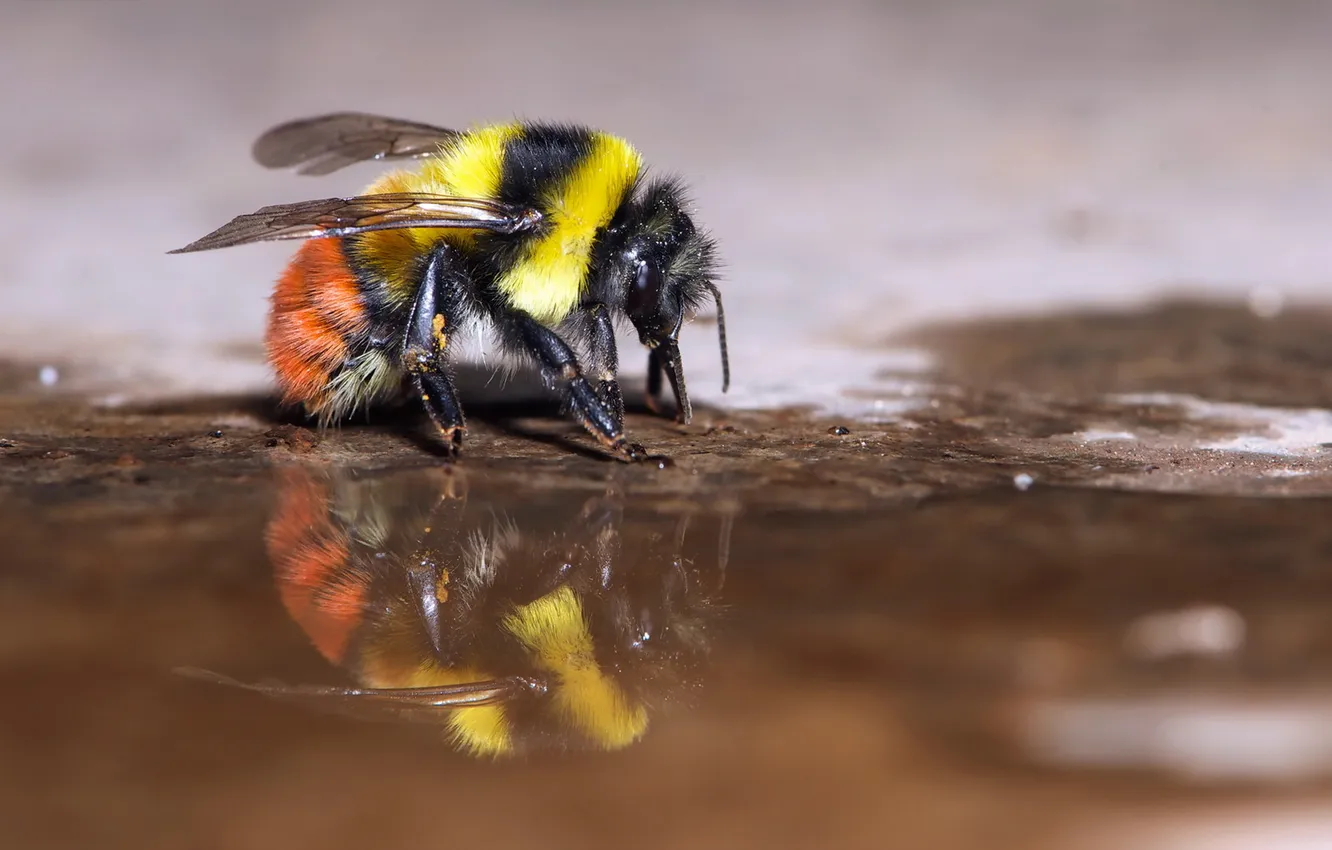 Фото обои макро, природа, пчела