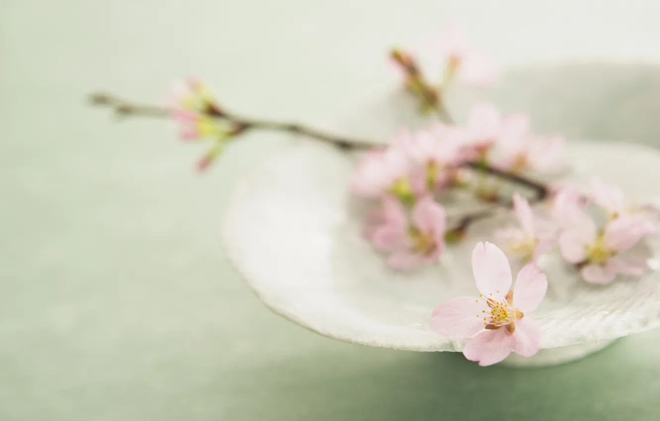 Фото обои цветок, веточка, розовый, лепестки, сакура, тарелка