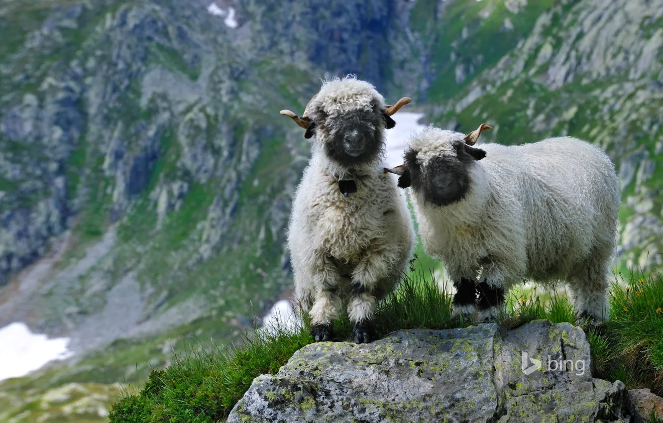 Фото обои трава, горы, камни, скалы, овцы, Швейцария, Вале