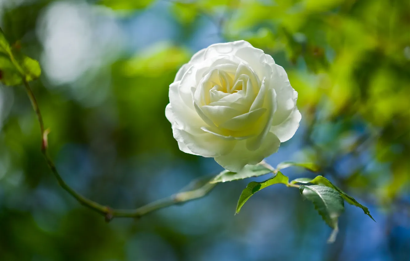 Фото обои макро, роза, бутон, боке, белая роза