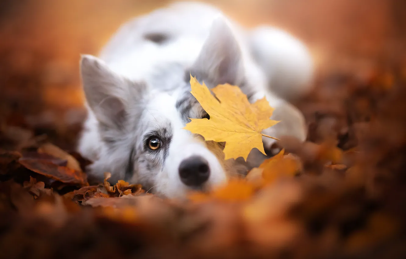 Фото обои осень, морда, собака, листик, боке, опавшие листья, Бордер-колли