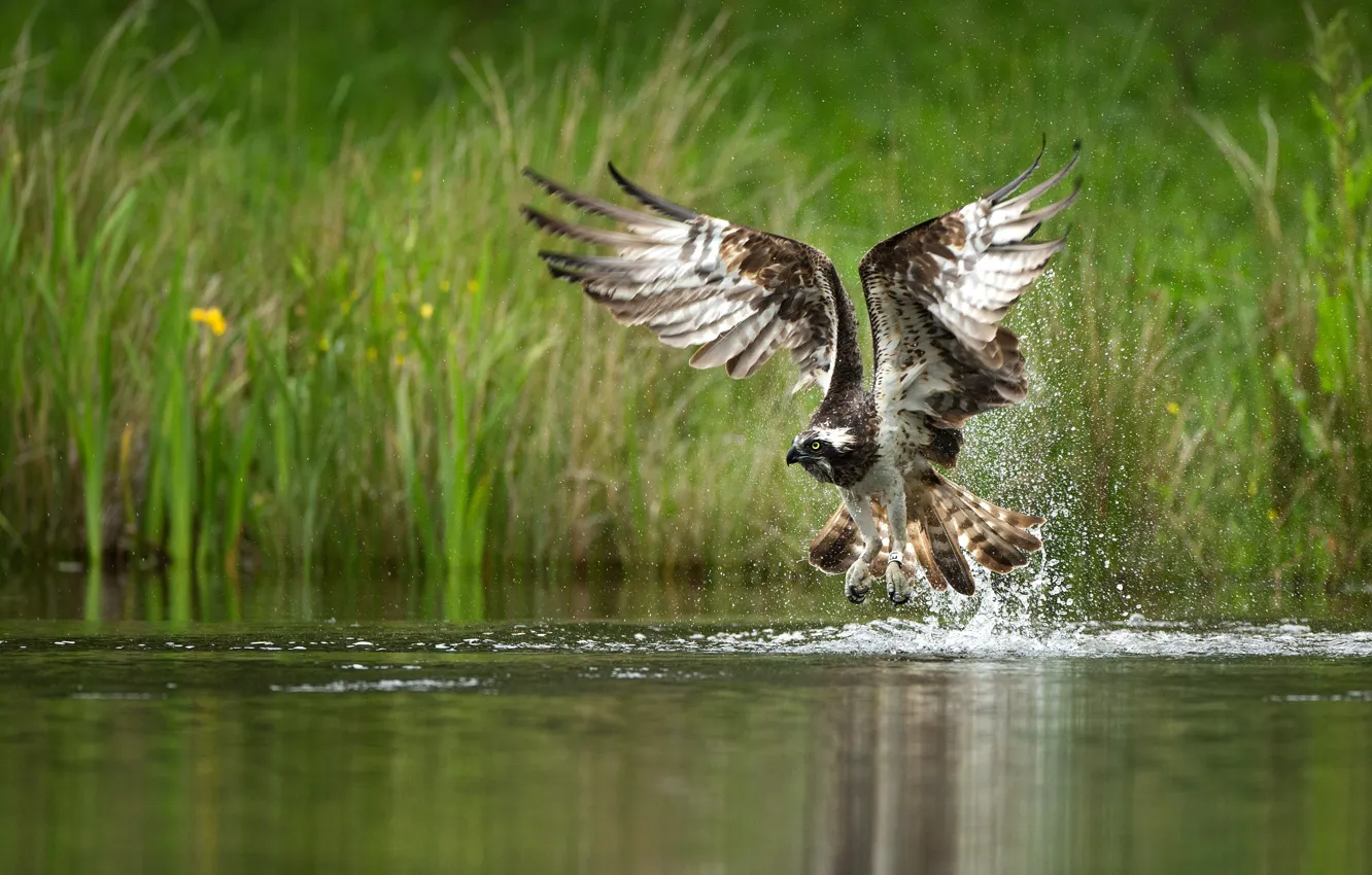 Фото обои трава, брызги, птица, берег, крылья, перья, взлет, водоем
