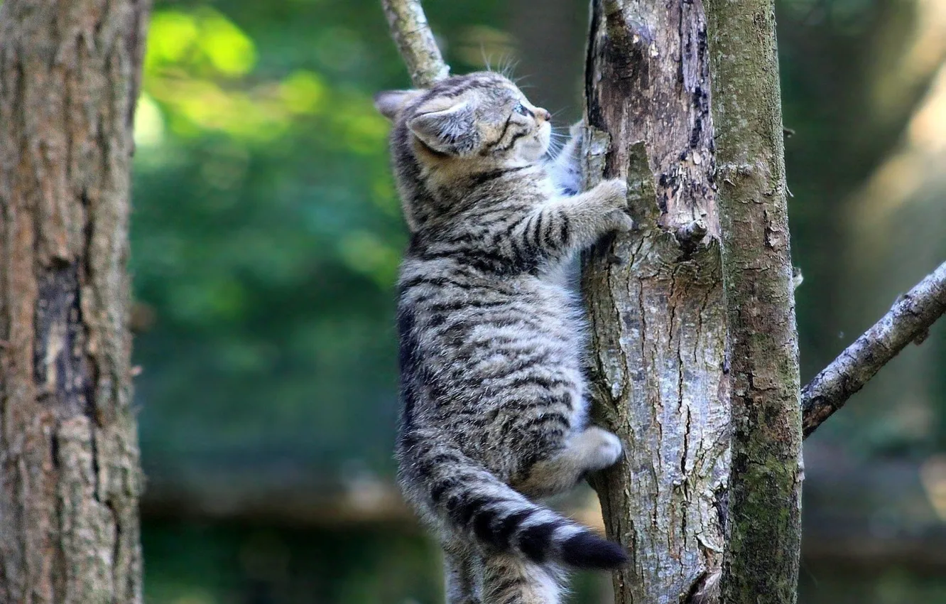 Кот лезет на дерево