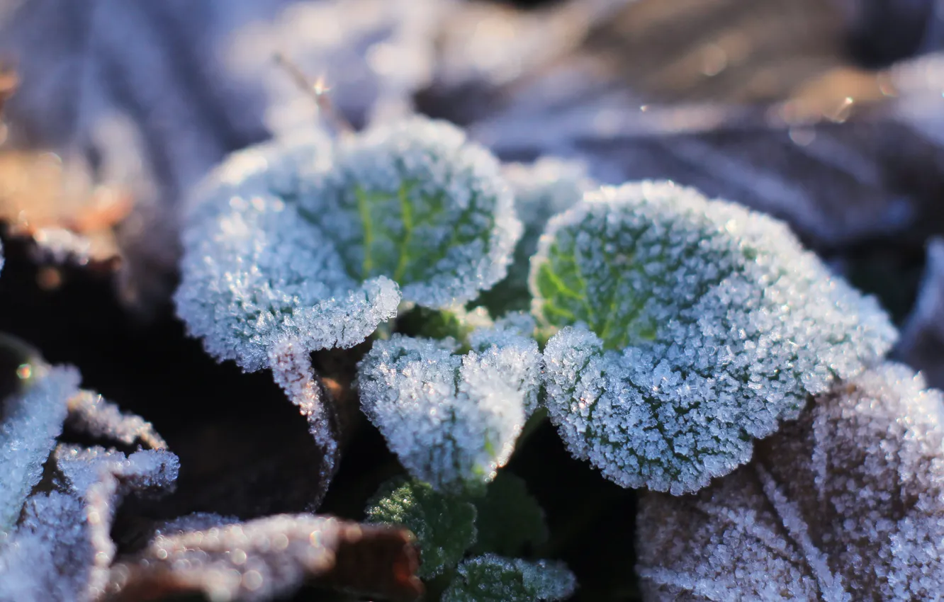 Фото обои leaf, cold, hoarfrost