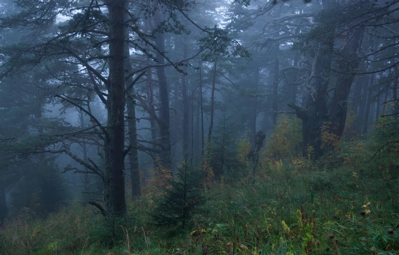 Фото обои лес, деревья, природа, туман, Россия, Russia, Адыгея, Adygea