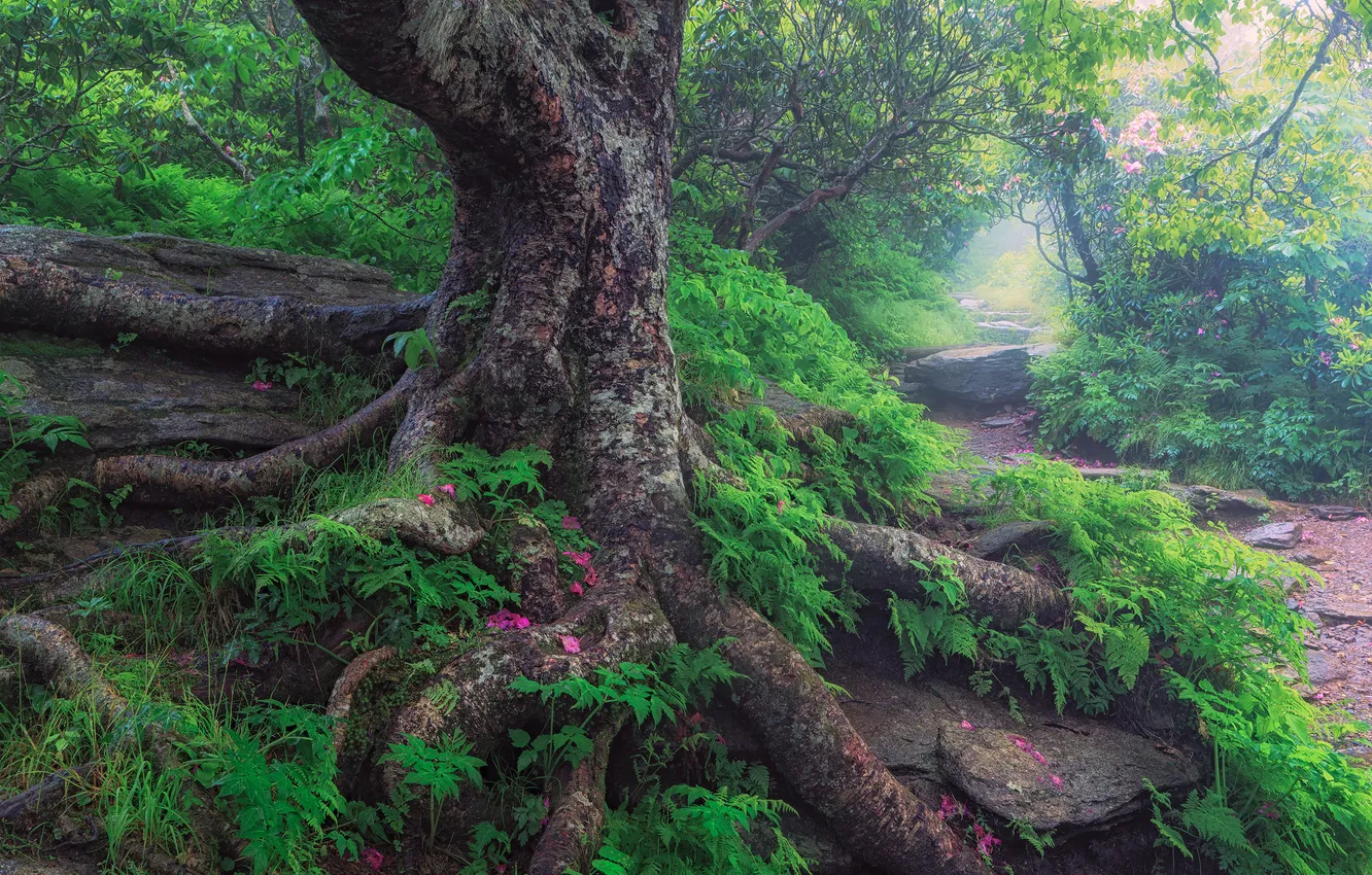 Фото обои лес, деревья, корни, ствол