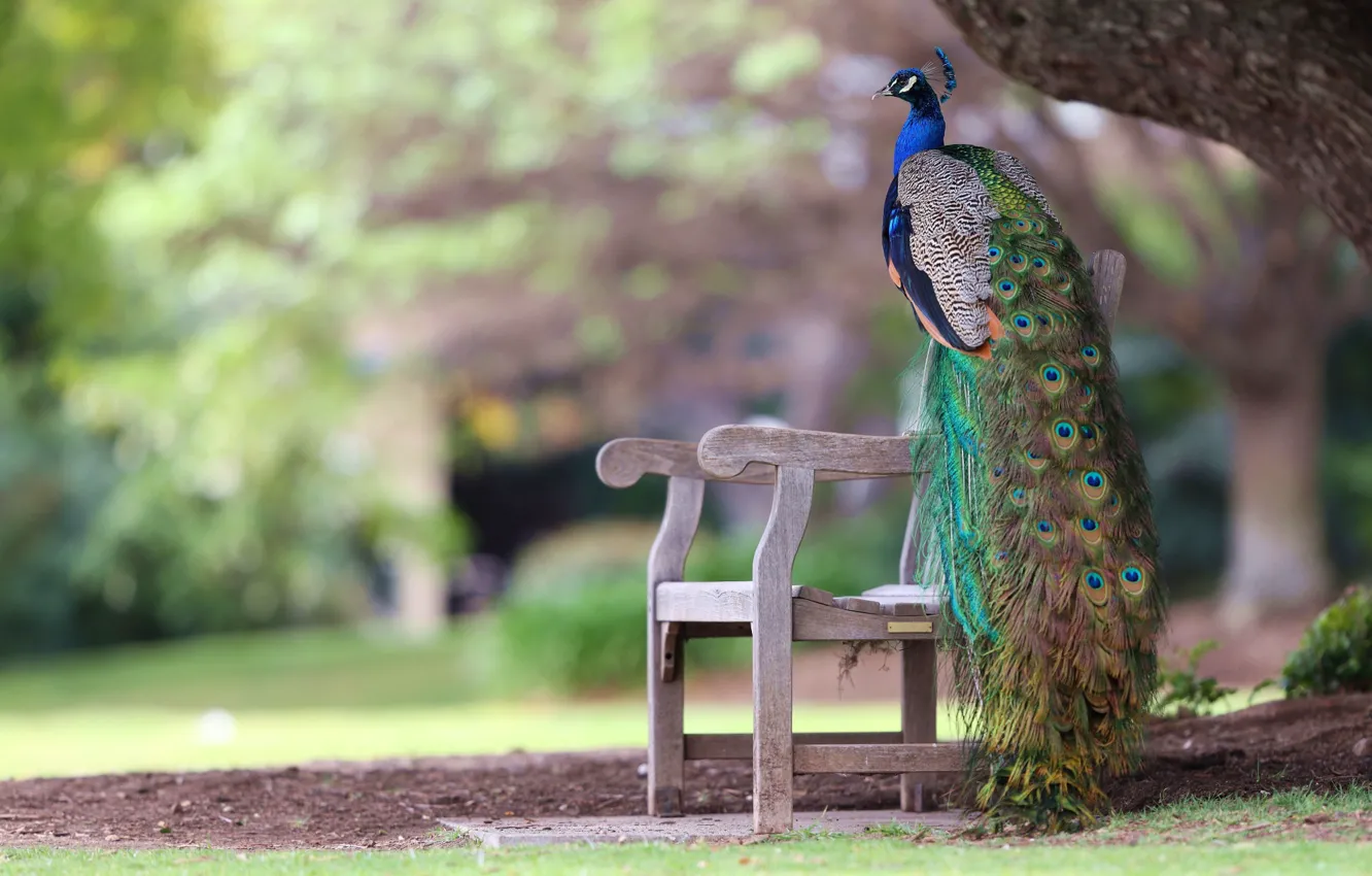Фото обои скамейка, парк, птица, перья, хвост, павлин, боке
