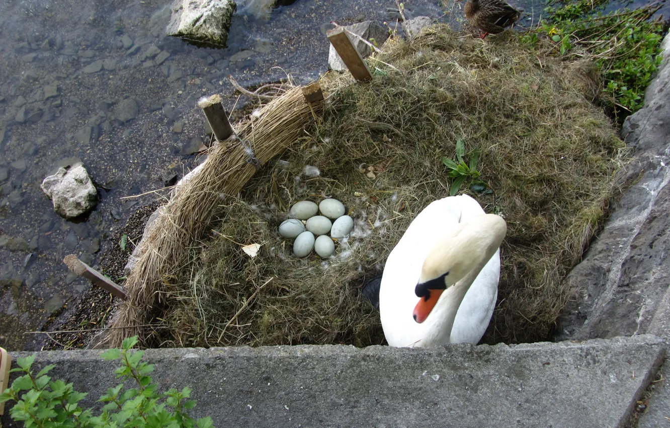 Фото обои eggs, nest, Swan, like