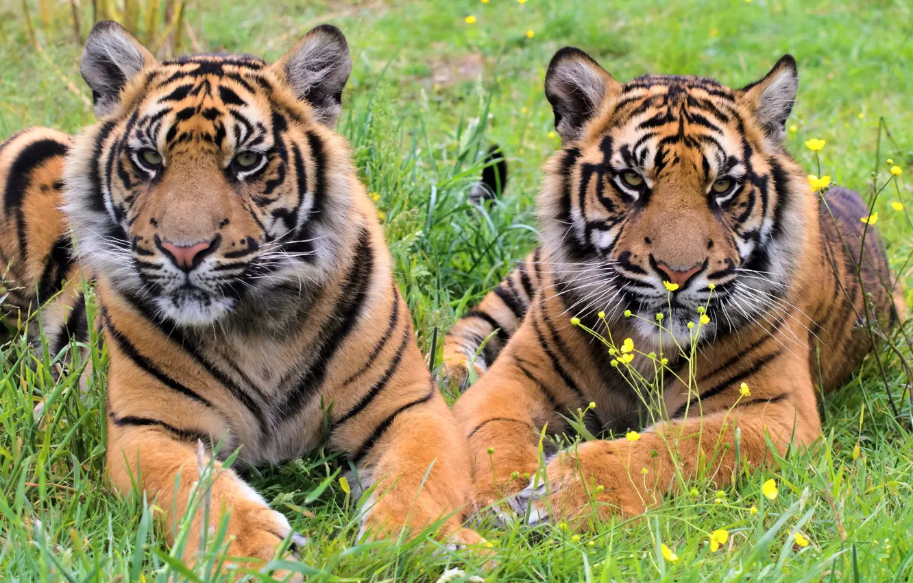 Фото обои трава, тигр, отдых, хищник, пара, тигрята