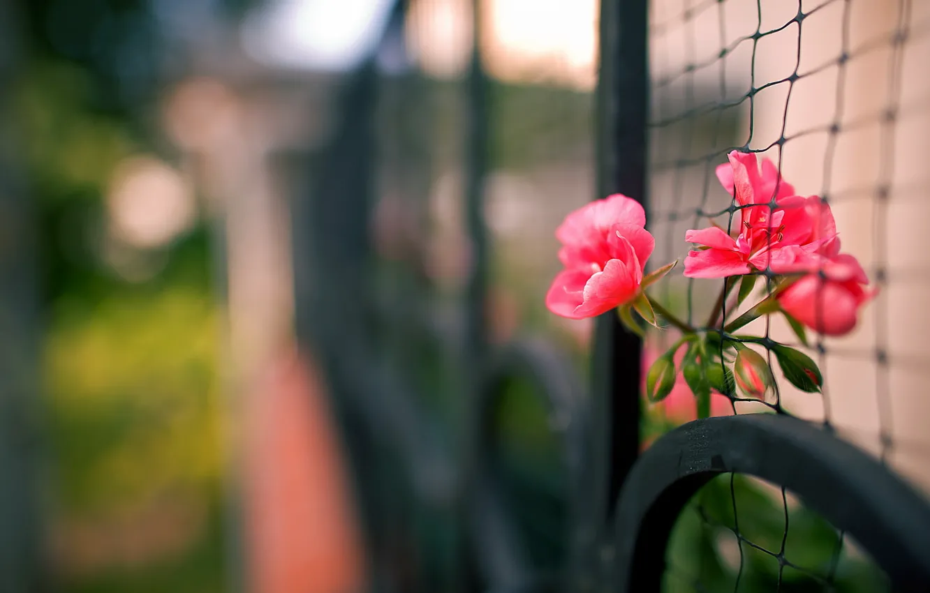 Фото обои макро, цветы, забор