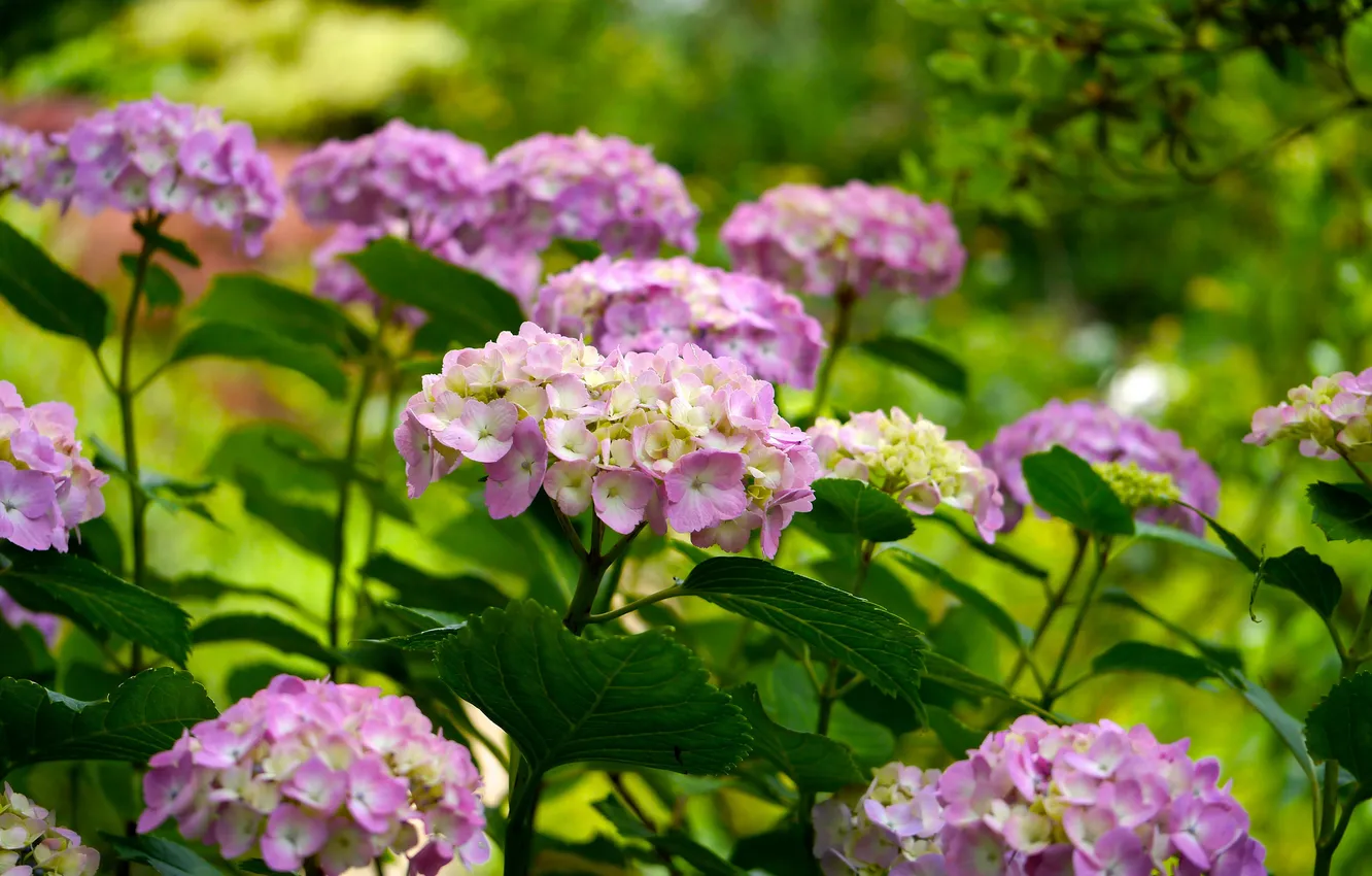 Фото обои листья, цветы, лепестки, цветение, кусты, гортензия