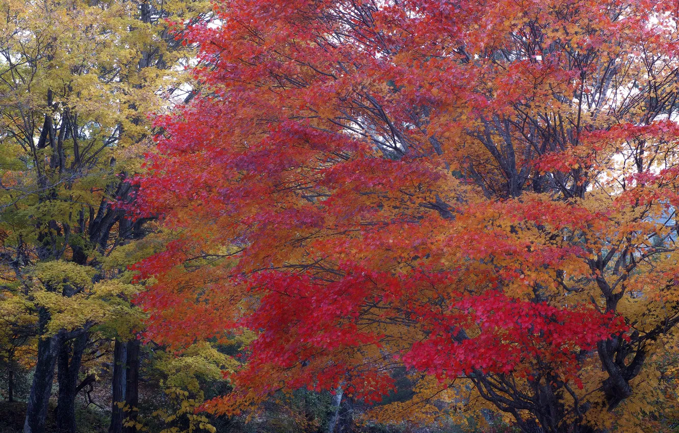 Фото обои осень, лес, листья, парк, дерево, клен, багрянец