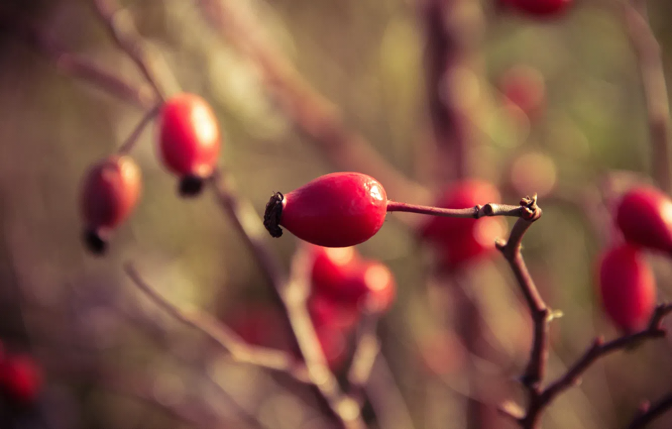 Фото обои осень, ягоды, ветка, октябрь, шиповник