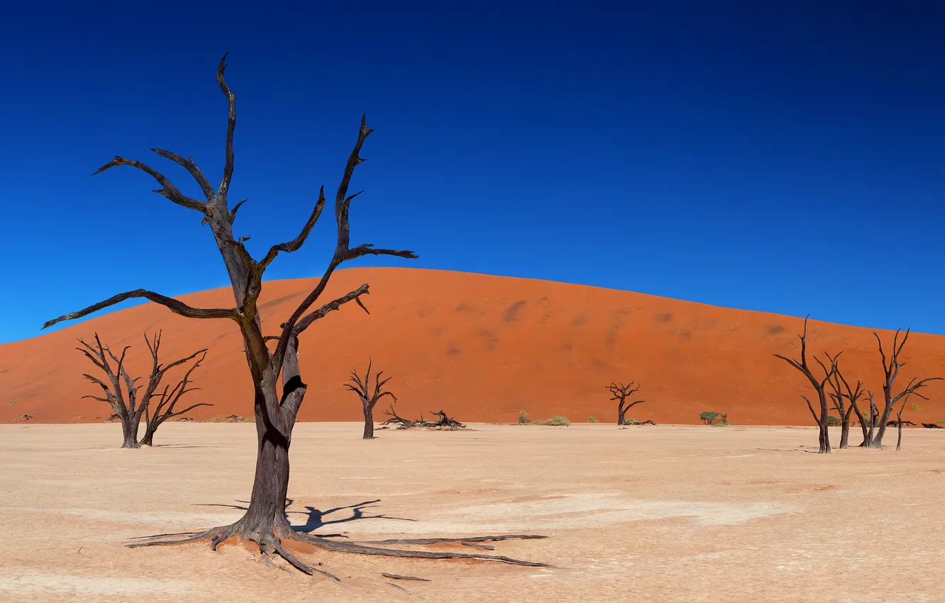 Фото обои песок, деревья, пустыня