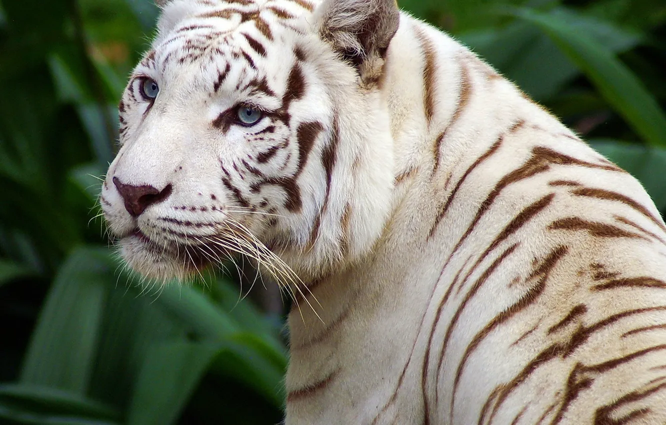 Фото обои глаза, полоски, белый тигр, красивый