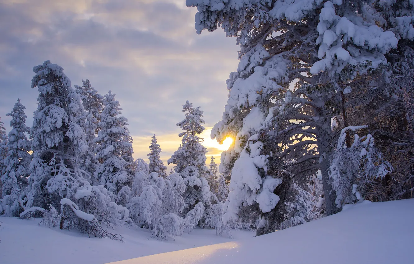 Фото обои зима, лес, солнце, снег, деревья, сугробы, Финляндия, Finland
