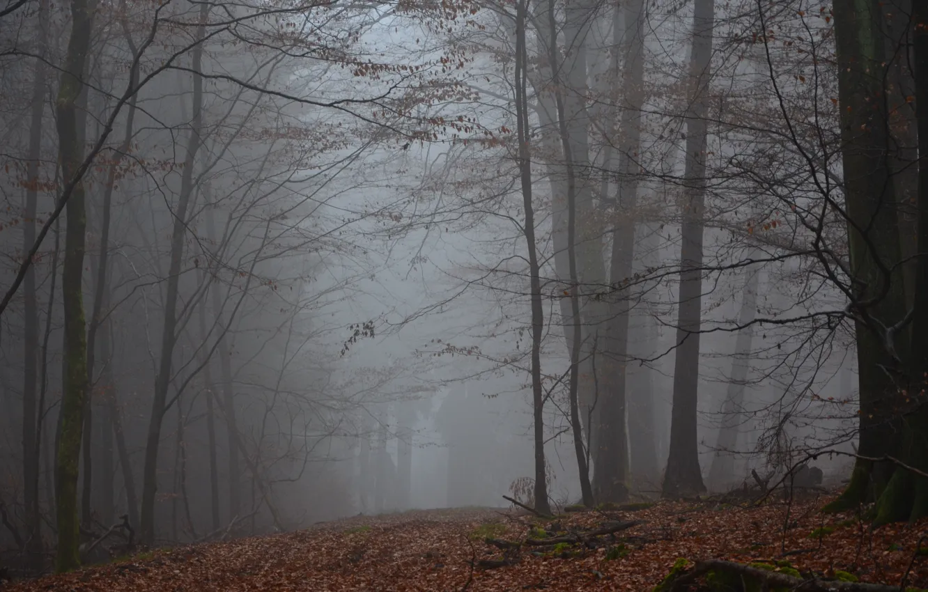 Фото обои зима, лес, деревья, природа, туман, Германия, Рейнланд-Пфальц