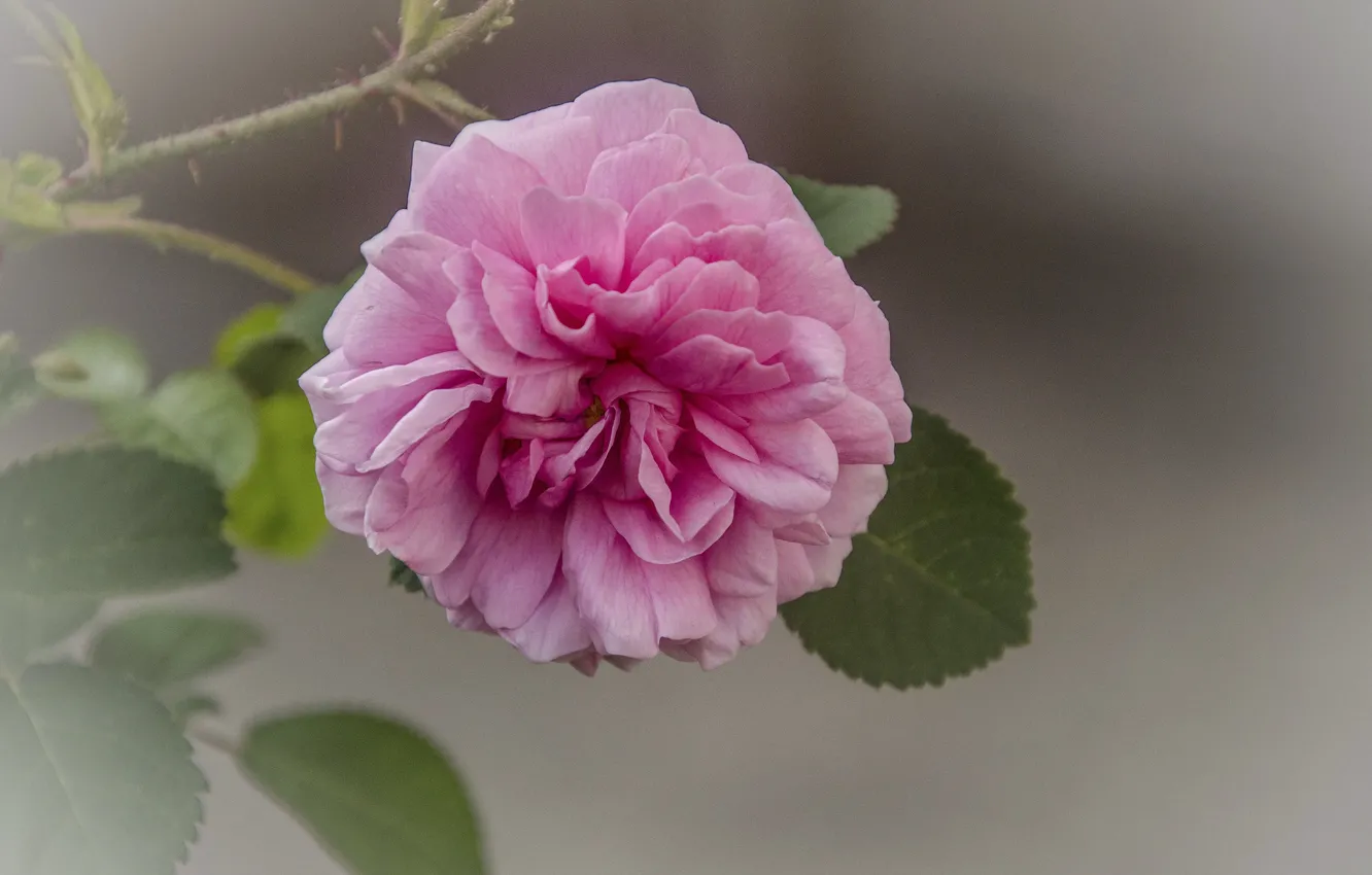 Фото обои цветок, розовый, нежность, пион