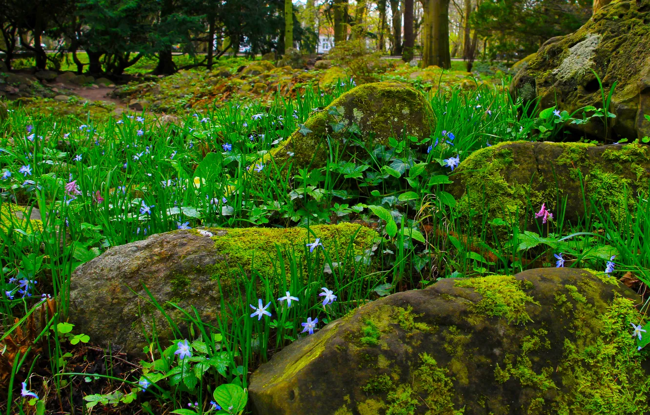 Фото обои stones, plant, moss