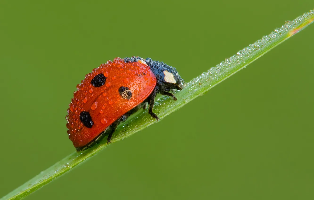 Фото обои капли, божья коровка, жук, Red Climber