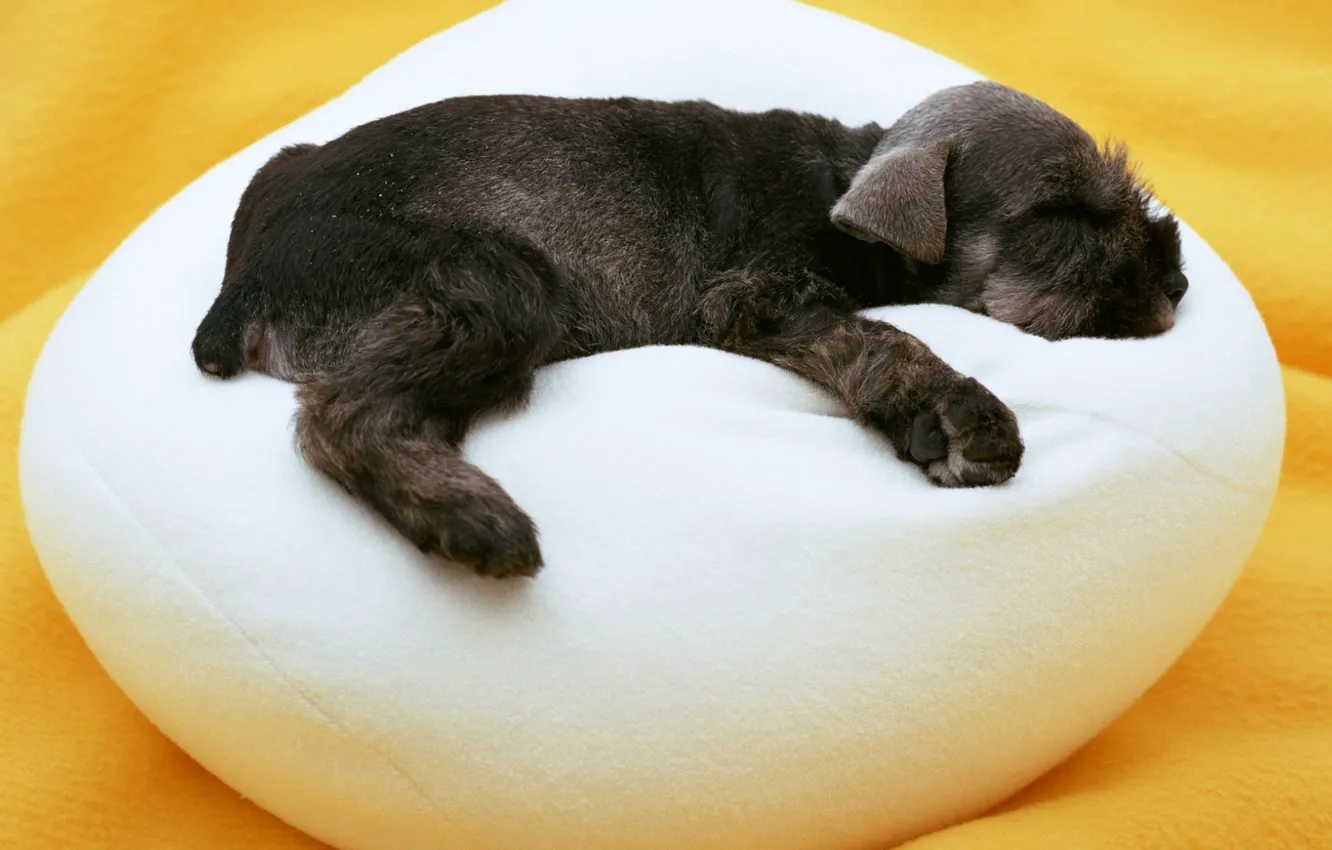 Фото обои белый, собака, спит, щенок, черная, пуфик