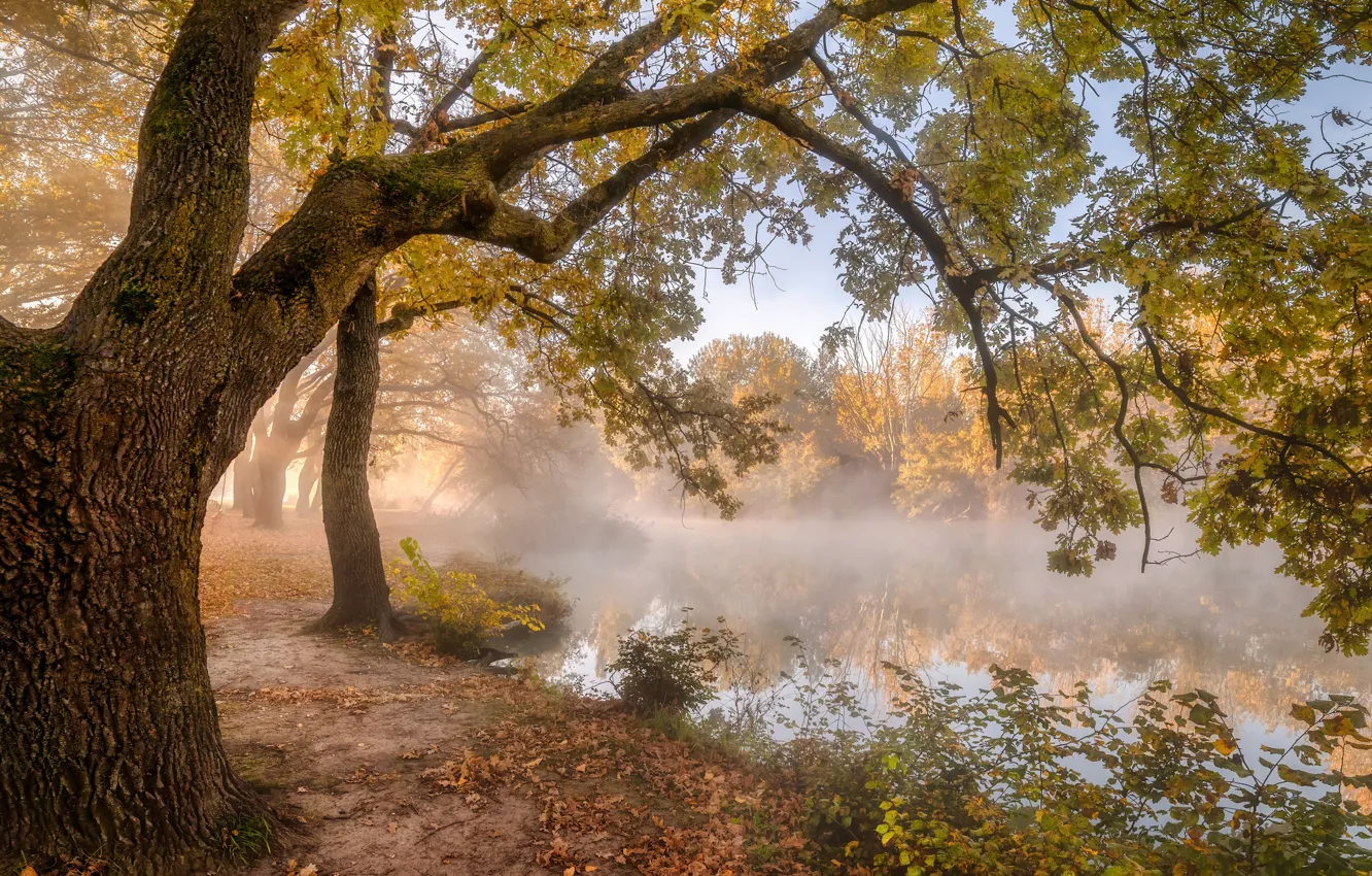 Фото обои осень, деревья, пейзаж, природа, туман, берег, утро, водоём