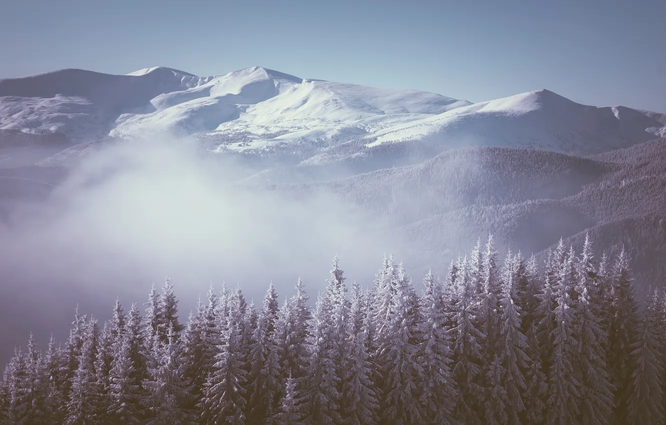 Фото обои зима, лес, снег, деревья, горы, туман
